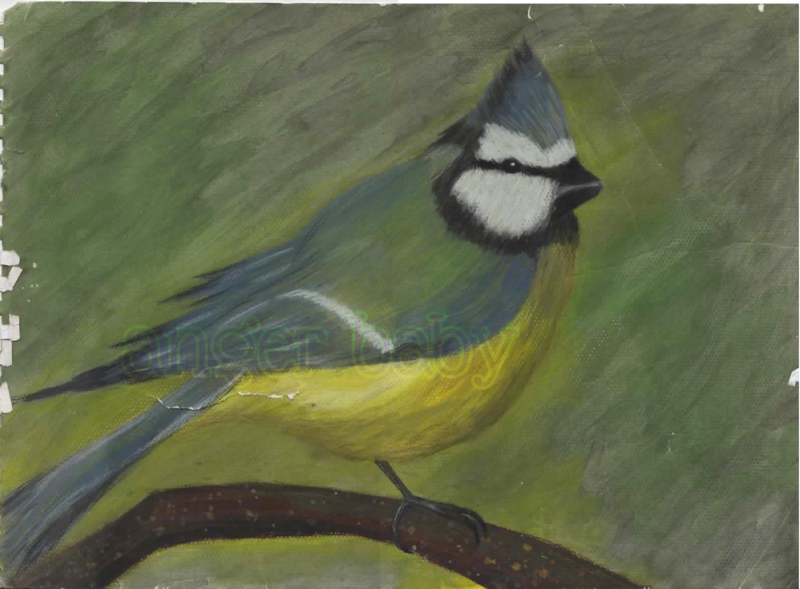A drawing of a Blue Tit bird